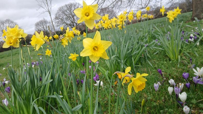 Daffodils Pollards Green