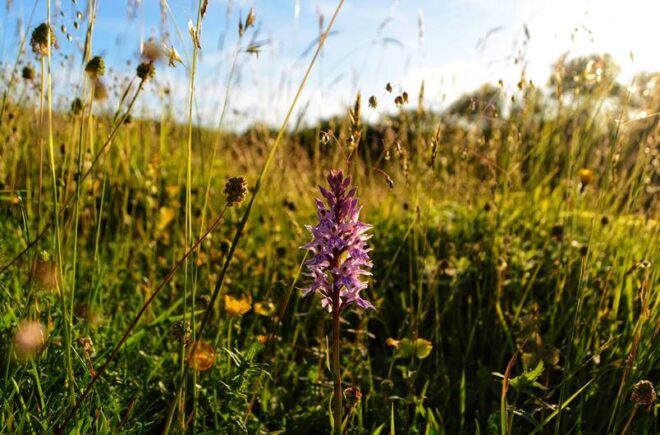 july wildlife watch - shutterstcok wildflower