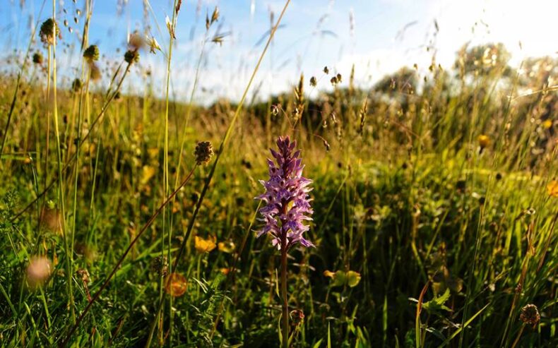july wildlife watch - shutterstcok wildflower
