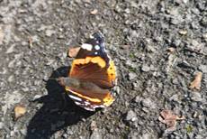 Red Admiral Butterfly