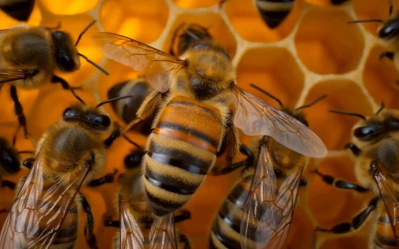 Betty the bee