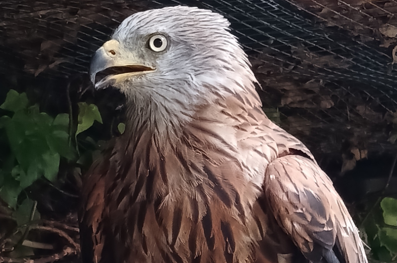red kite