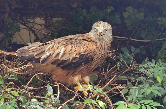 red kite