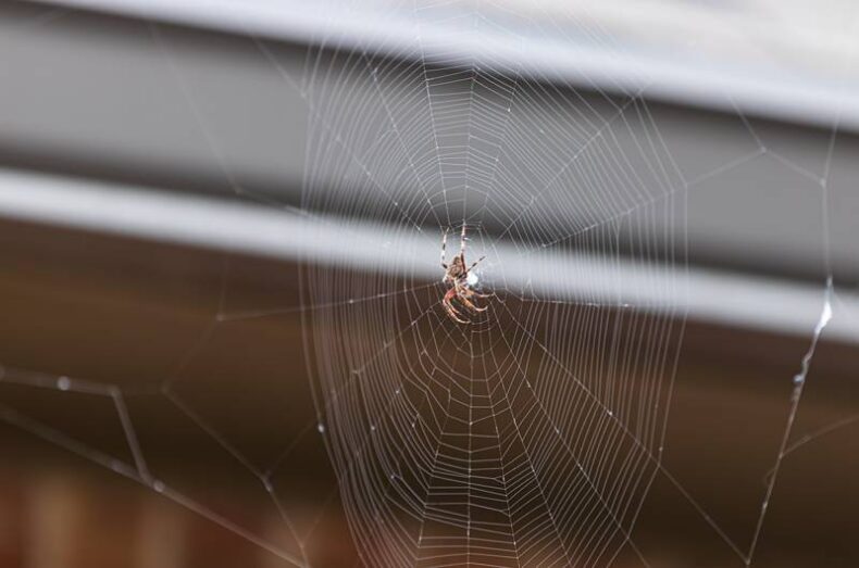 spider